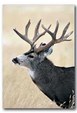 Enlarge photo 78