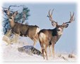 Enlarge photo 79
