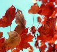 Enlarge photo 547