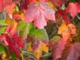 Enlarge photo 549