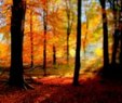 Enlarge photo 551