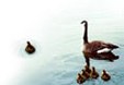 Enlarge photo 151