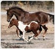 Enlarge photo 168