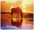 Enlarge photo 172
