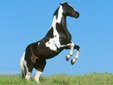 Enlarge photo 175