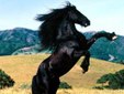 Enlarge photo 176