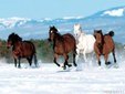 Enlarge photo 183