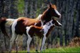 Enlarge photo 184