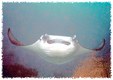 Enlarge photo 537