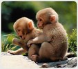 Enlarge photo 241