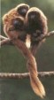 Enlarge photo 244