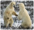 Enlarge photo 312