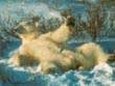Enlarge photo 315