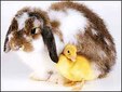 Enlarge photo 335