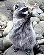 Enlarge photo 346