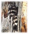 Enlarge photo 348