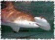 Enlarge photo 524