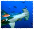 Enlarge photo 527