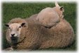 Enlarge photo 370