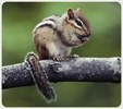 Enlarge photo 379