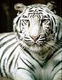 Enlarge photo 390