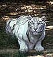 Enlarge photo 391