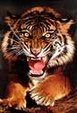 Enlarge photo 392