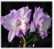 Enlarge photo 575