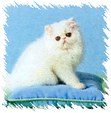 Enlarge photo 51