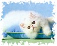 Enlarge photo 52