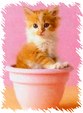 Enlarge photo 53