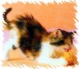 Enlarge photo 57