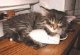 Enlarge photo 16