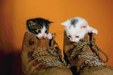 Enlarge photo 28