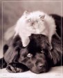 Enlarge photo 42