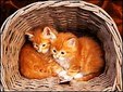 Enlarge photo 47