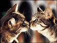 Enlarge photo 49