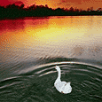 Enlarge photo 130
