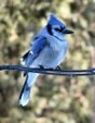 Enlarge photo 177