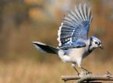 Enlarge photo 176