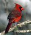 Enlarge photo 35
