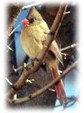 Enlarge photo 36