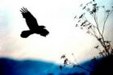 Enlarge photo 188