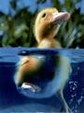 Enlarge photo 54