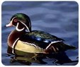 Enlarge photo 55