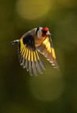 Enlarge photo 171