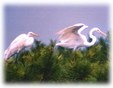 Enlarge photo 74