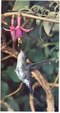 Enlarge photo 80