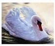 Enlarge photo 132