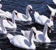 Enlarge photo 133